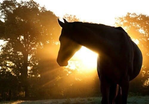 Sponsor a Horse
